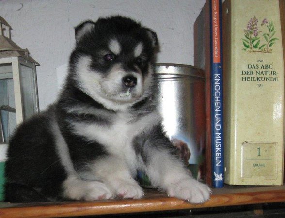 Chenoa 4 Wochen 015 (2)